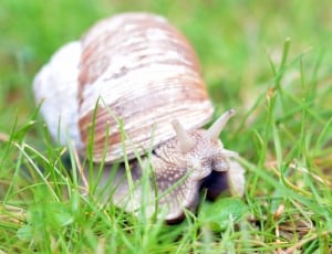 Snail, Shell, Nature, Animal, Mollusk, grass, one animal thumbnail