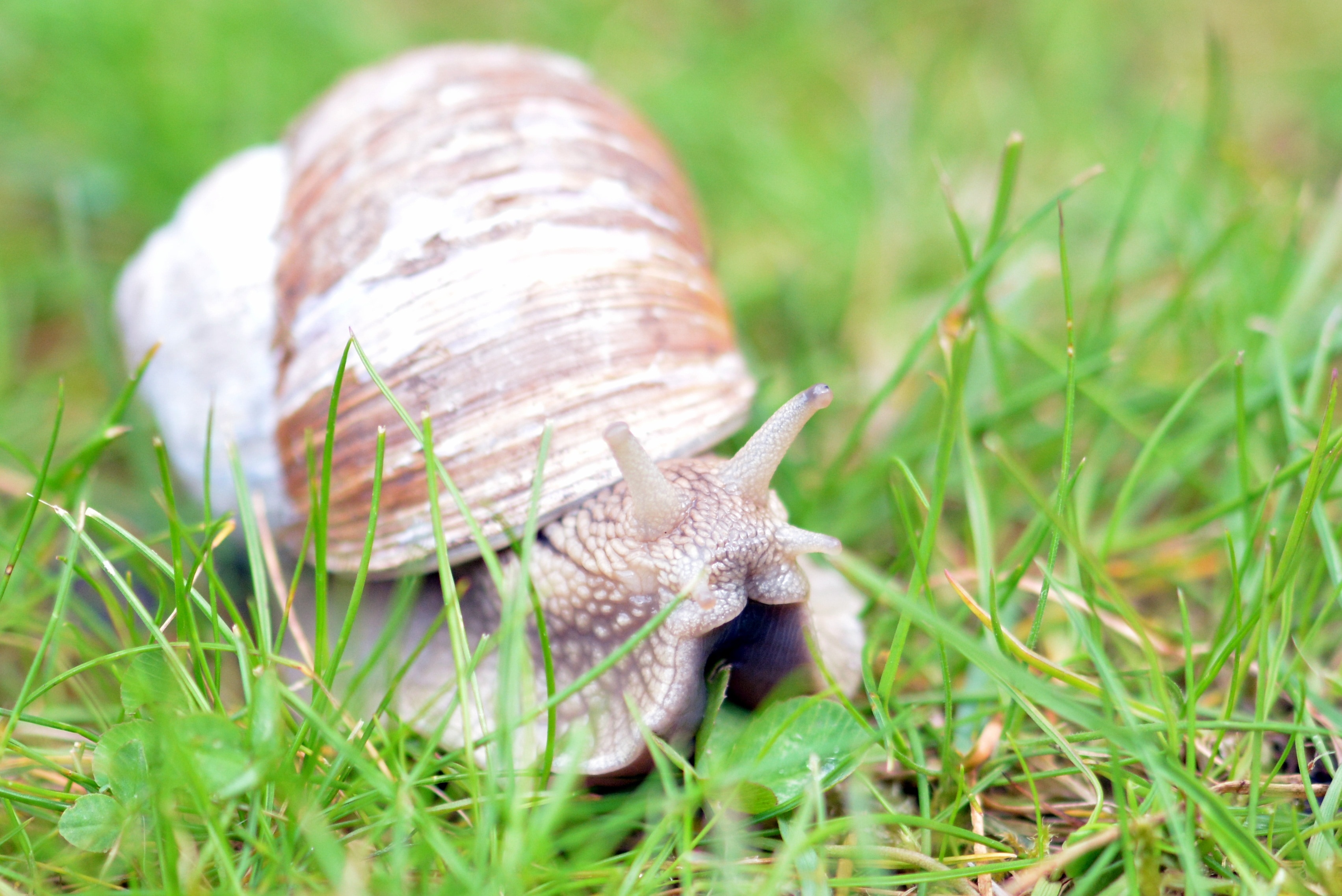 Snail, Shell, Nature, Animal, Mollusk, grass, one animal