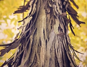 brown wood branch thumbnail