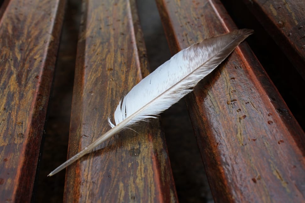 white and brown feather preview