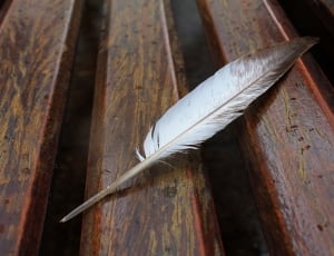 white and brown feather thumbnail