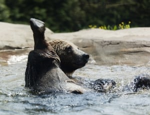 brown animal taking a bath in the river during daytime thumbnail