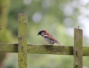 house sparrow thumbnail