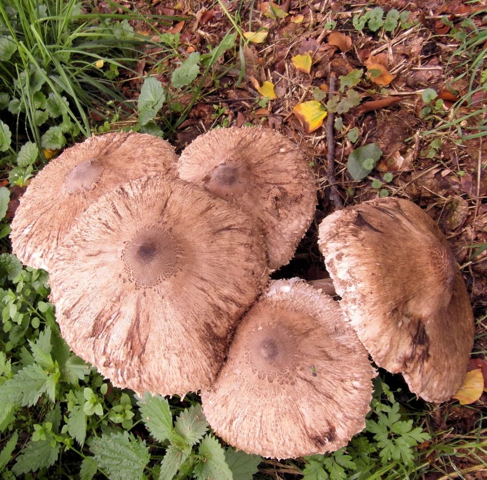 five brown fungus on soil preview