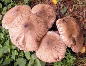 five brown fungus on soil thumbnail
