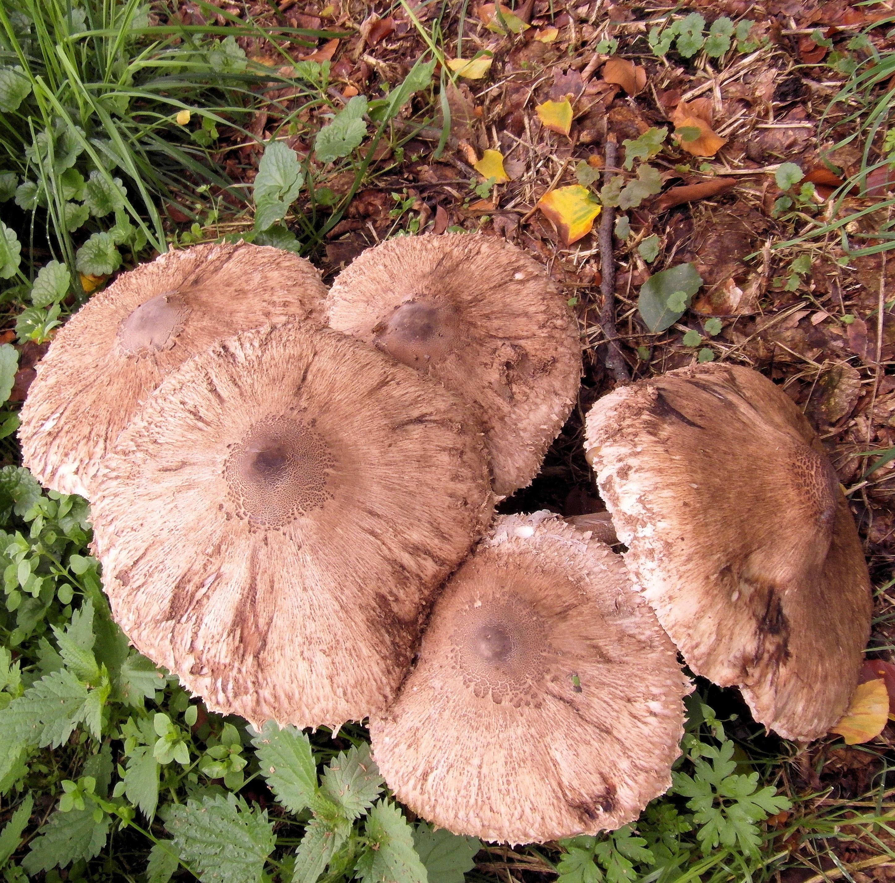 five brown fungus on soil