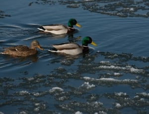 two mallard ducks thumbnail