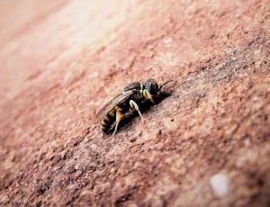 honeybee on brown surface thumbnail