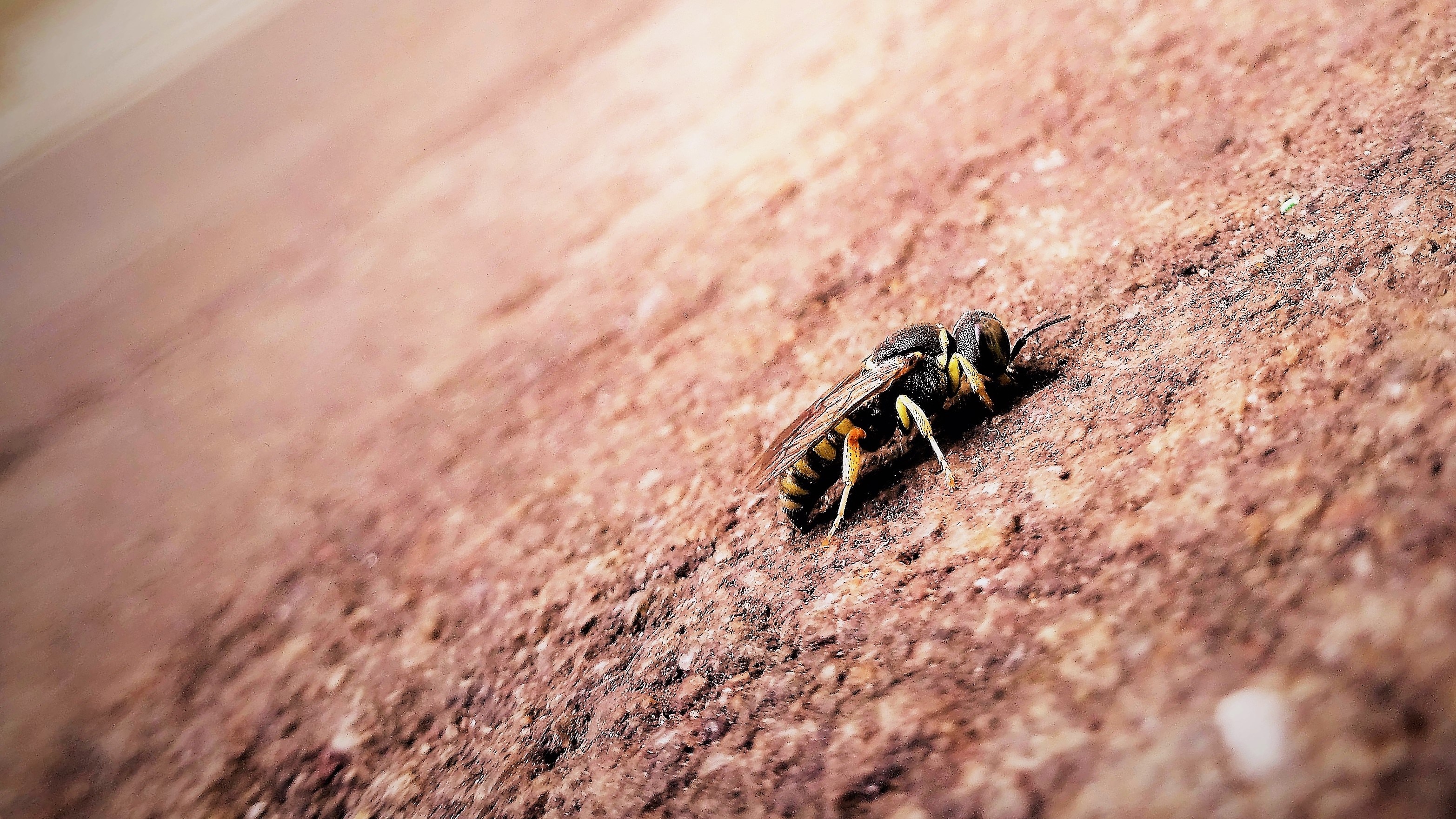 honeybee on brown surface