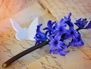 Flower, Hyacinth, Bloom, Blue, Blossom, flower, no people thumbnail