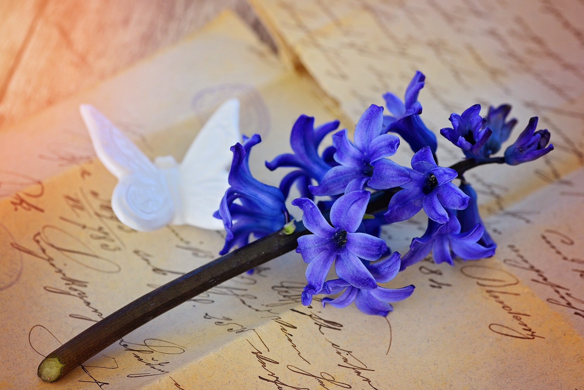 Flower, Hyacinth, Bloom, Blue, Blossom, flower, no people