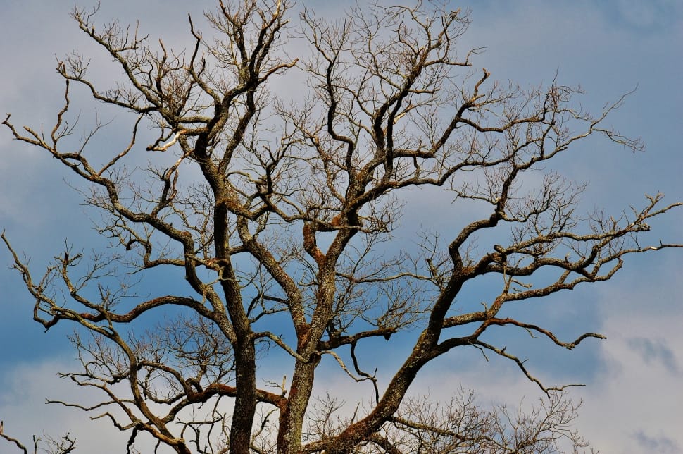 brown leafless tree preview