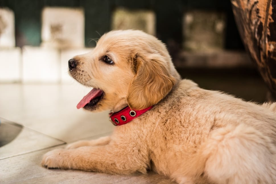 how big is a golden retriever puppy neck