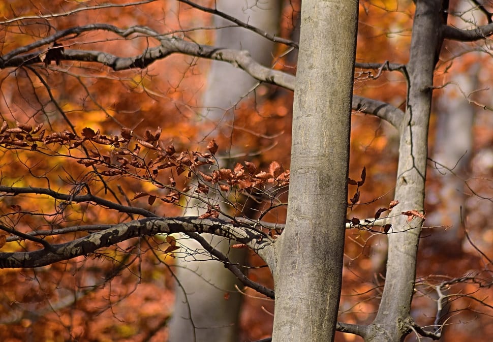 brown tree branch preview