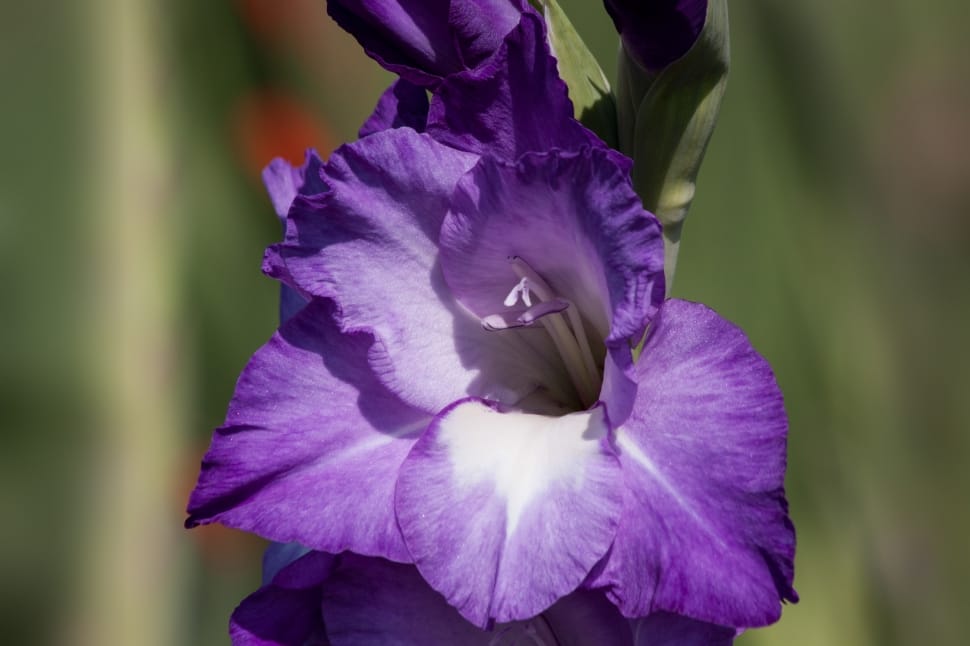 purple gladiolus flower in bloom during daytime preview