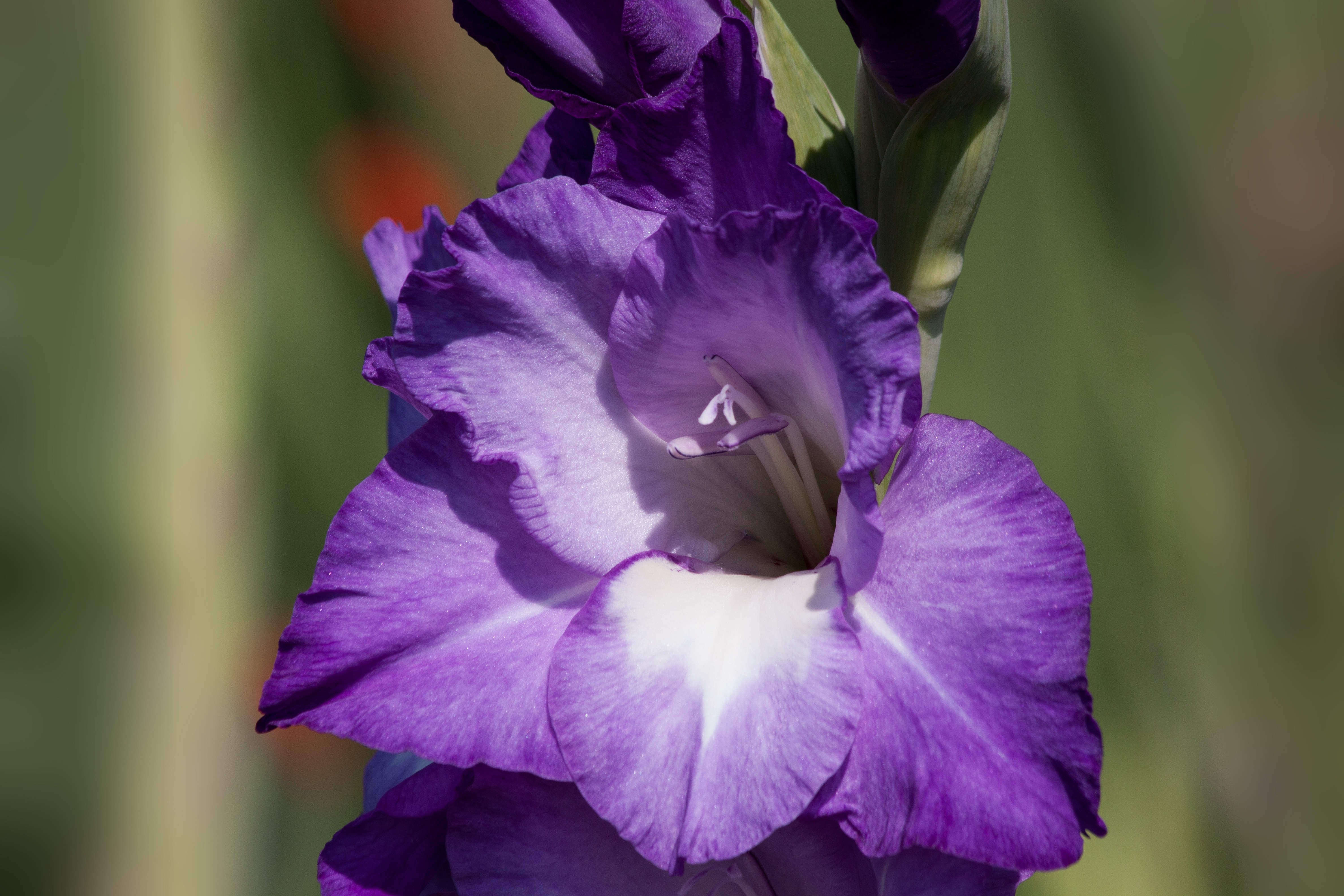 purple gladiolus flower in bloom during daytime