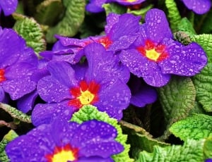 purple primrose thumbnail