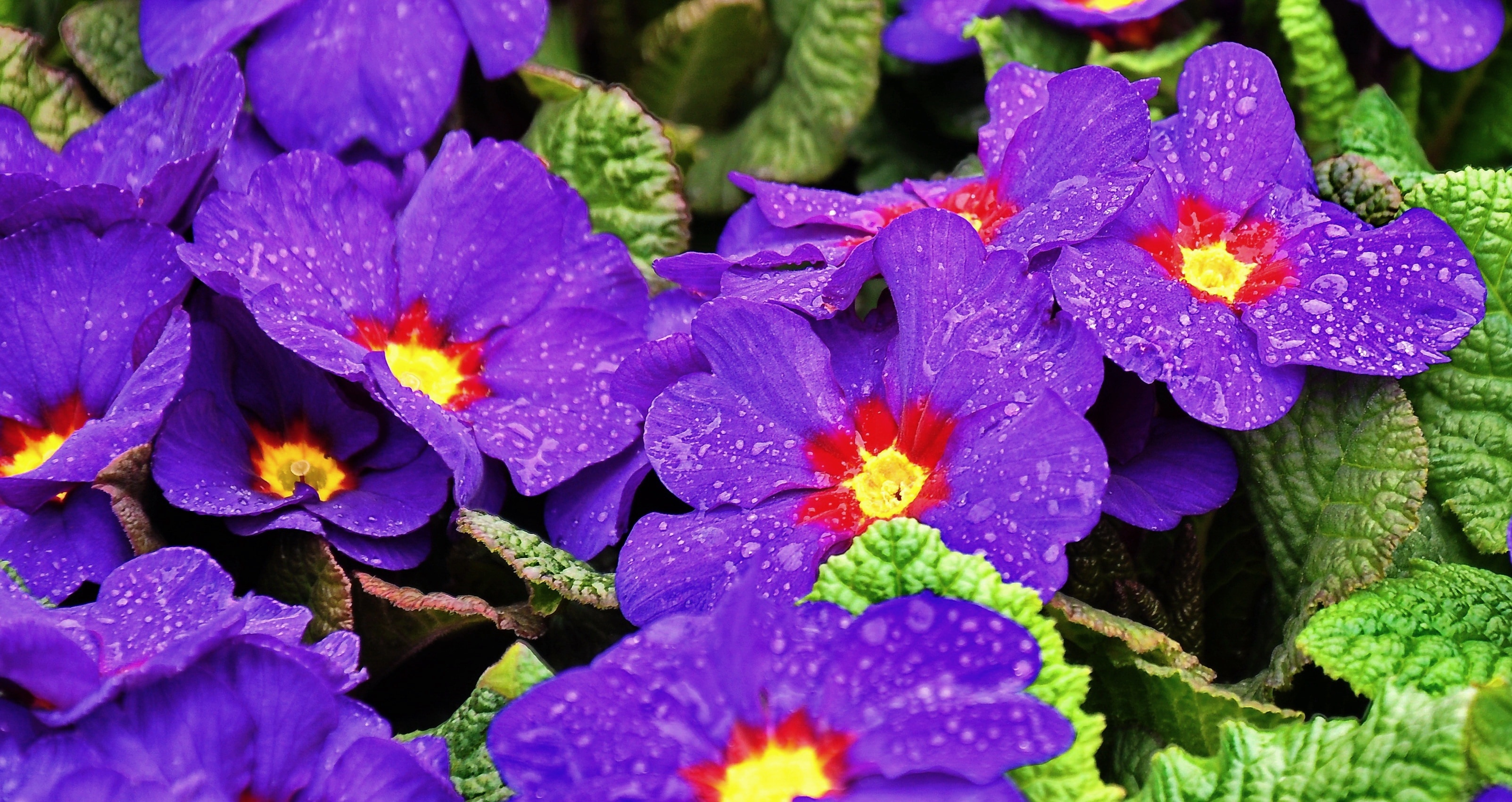 purple primrose