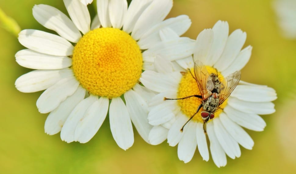 Chamomile, Chamomile Flower, flower, insect preview