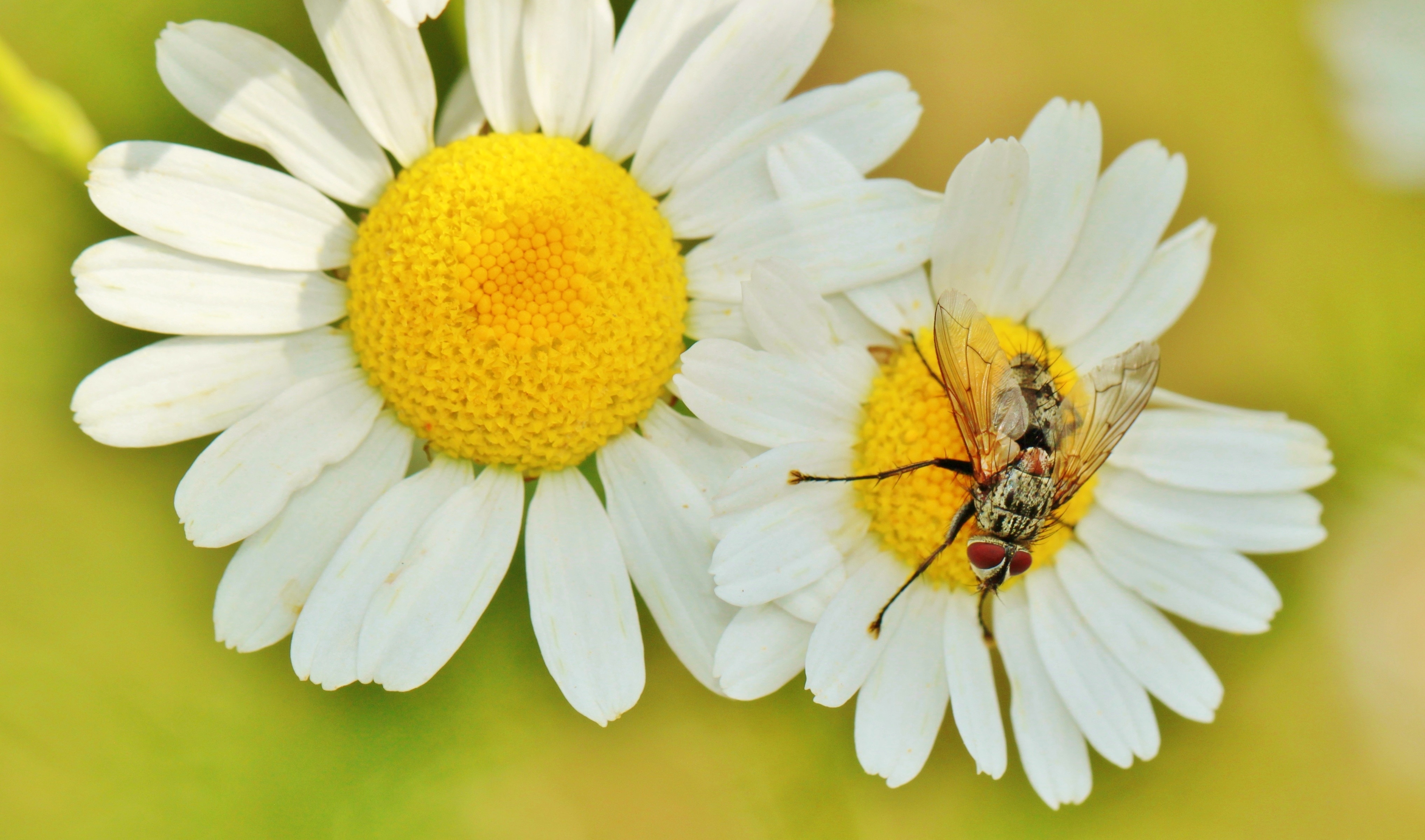 Chamomile, Chamomile Flower, flower, insect