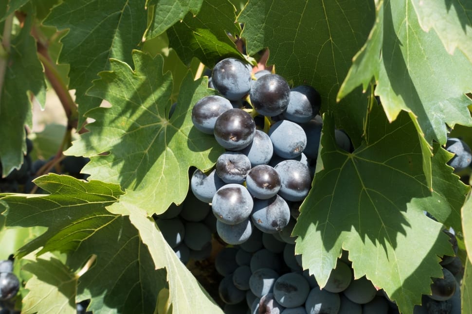 blue grape fruits preview