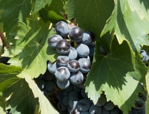 blue grape fruits thumbnail