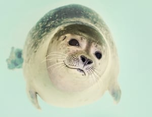 white seal thumbnail