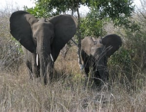 2 grey elephants thumbnail