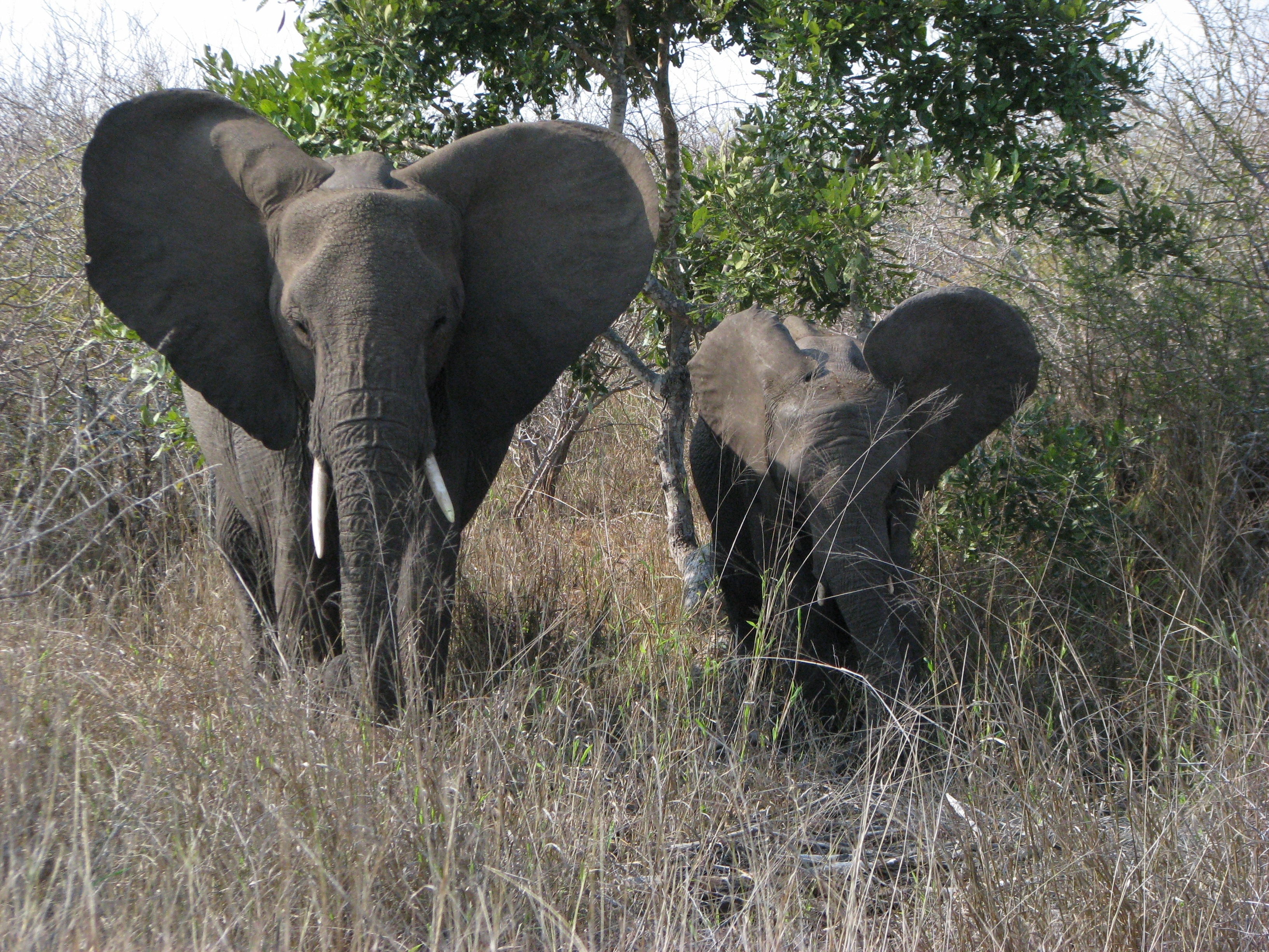 2 grey elephants