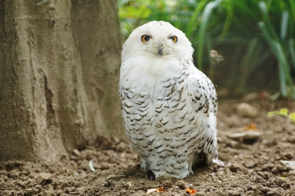 Snowy Owl, Wildlife, Bird, Nature, bird, one animal preview