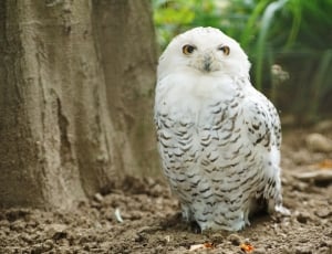 Snowy Owl, Wildlife, Bird, Nature, bird, one animal thumbnail