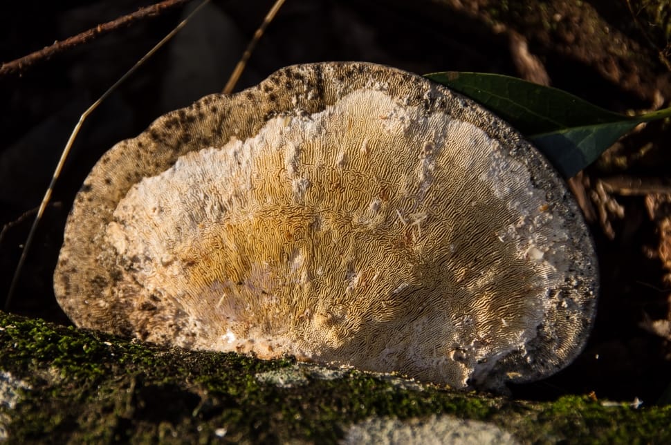 beige and gray mushroom preview