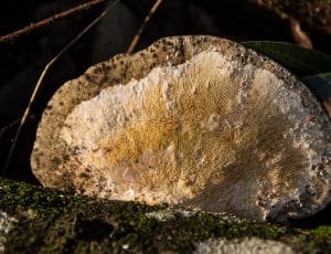 beige and gray mushroom thumbnail
