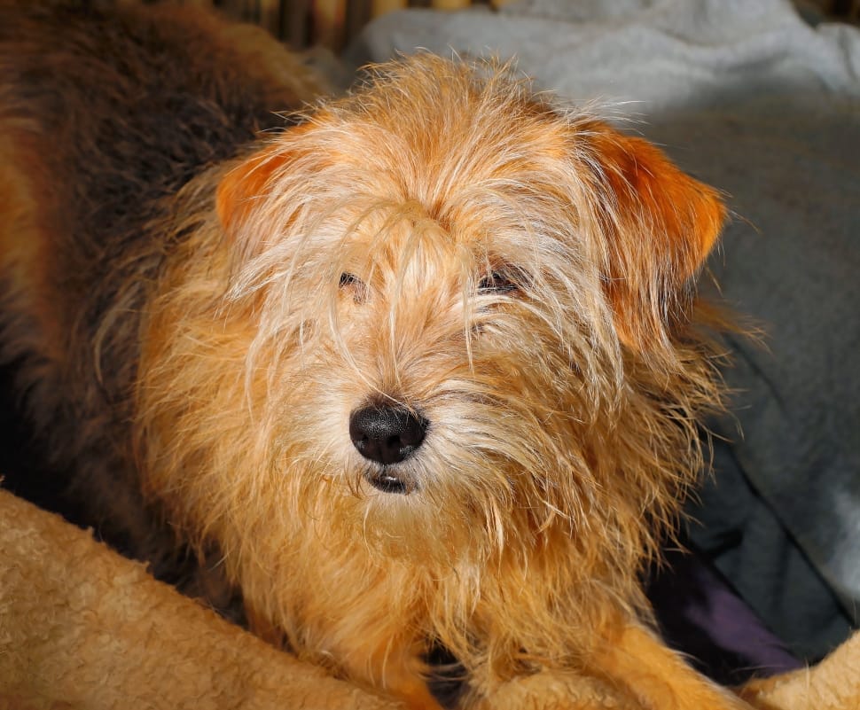 brown and tan irish terrier preview
