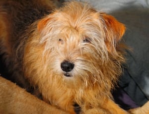 brown and tan irish terrier thumbnail