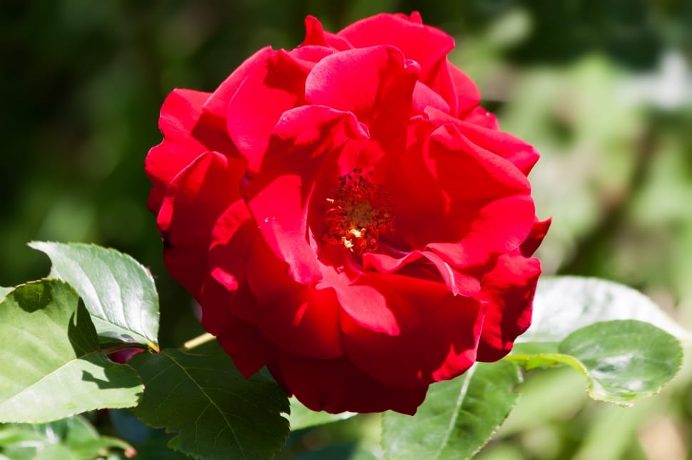 red rose in bloom during daytime preview