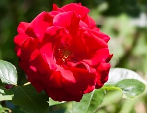 red rose in bloom during daytime thumbnail