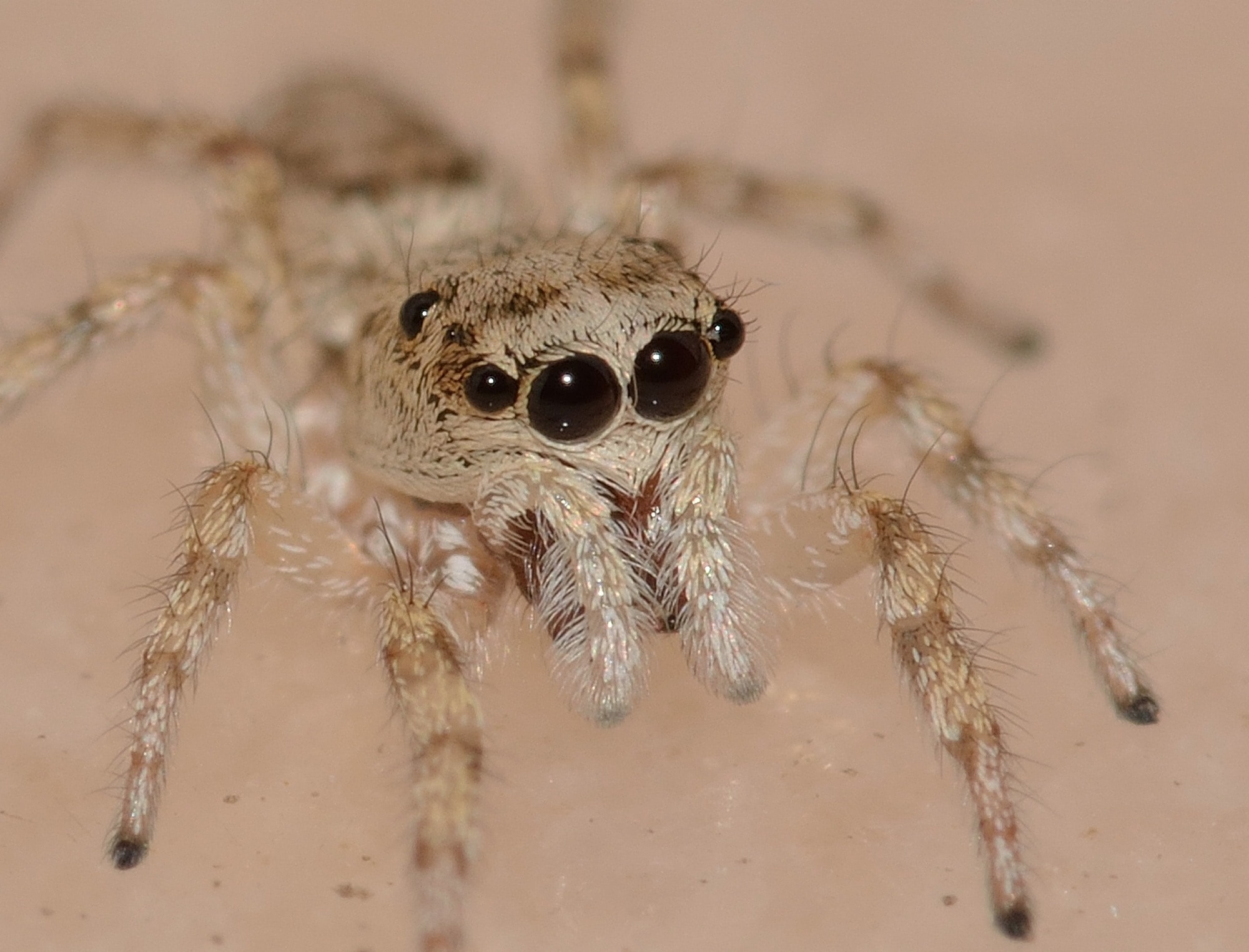 brown jumping spider