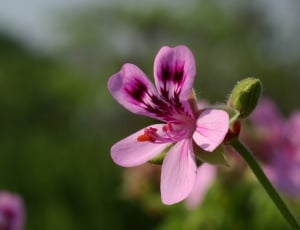 pink peruvian lily thumbnail