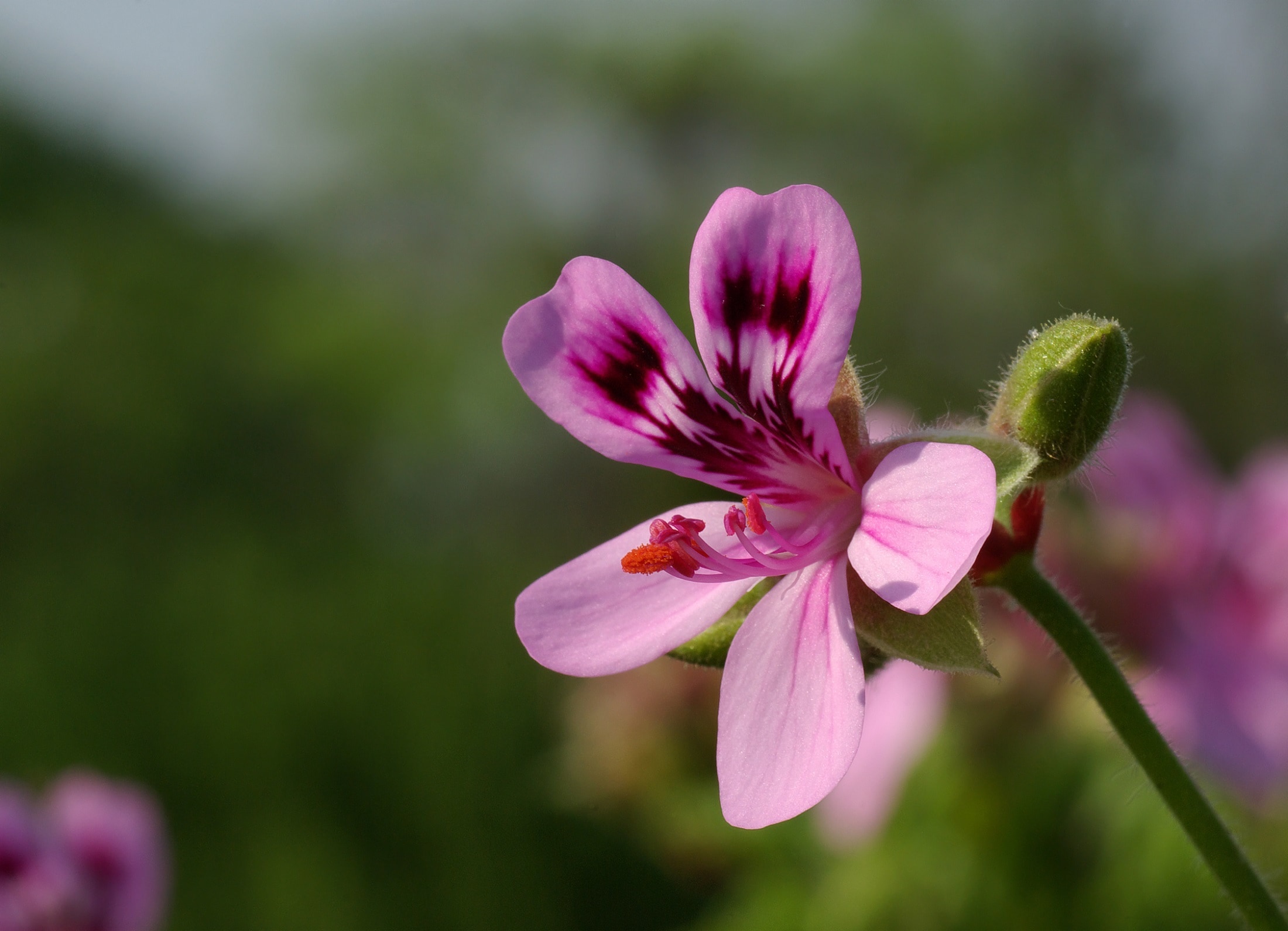 pink peruvian lily