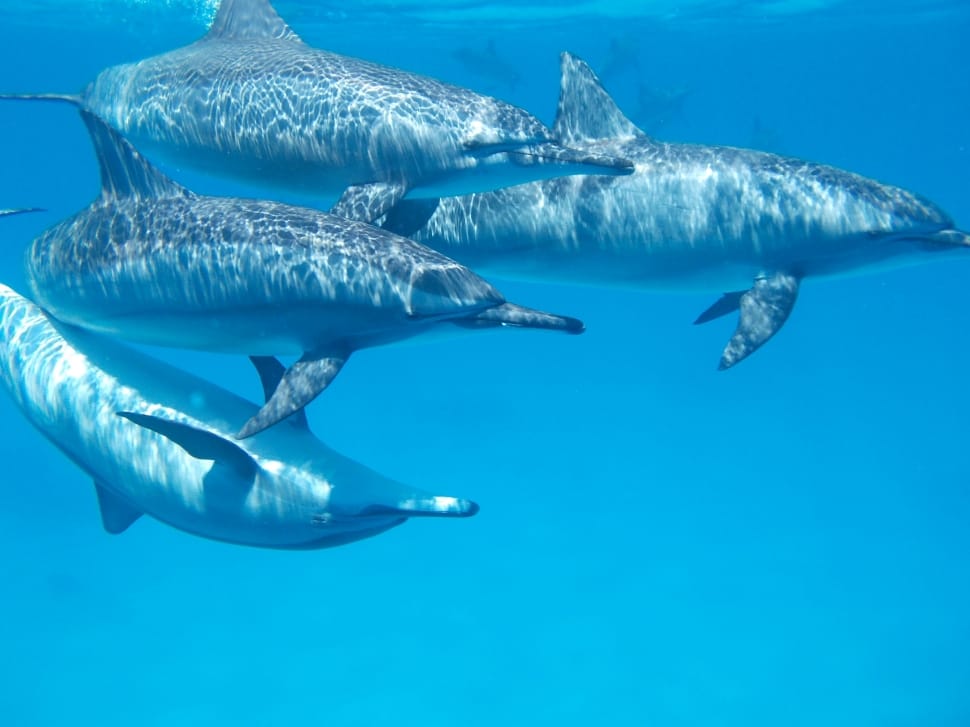 four dolphins in water preview