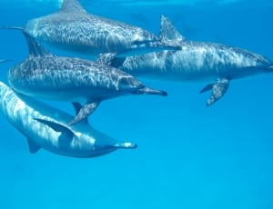 four dolphins in water thumbnail