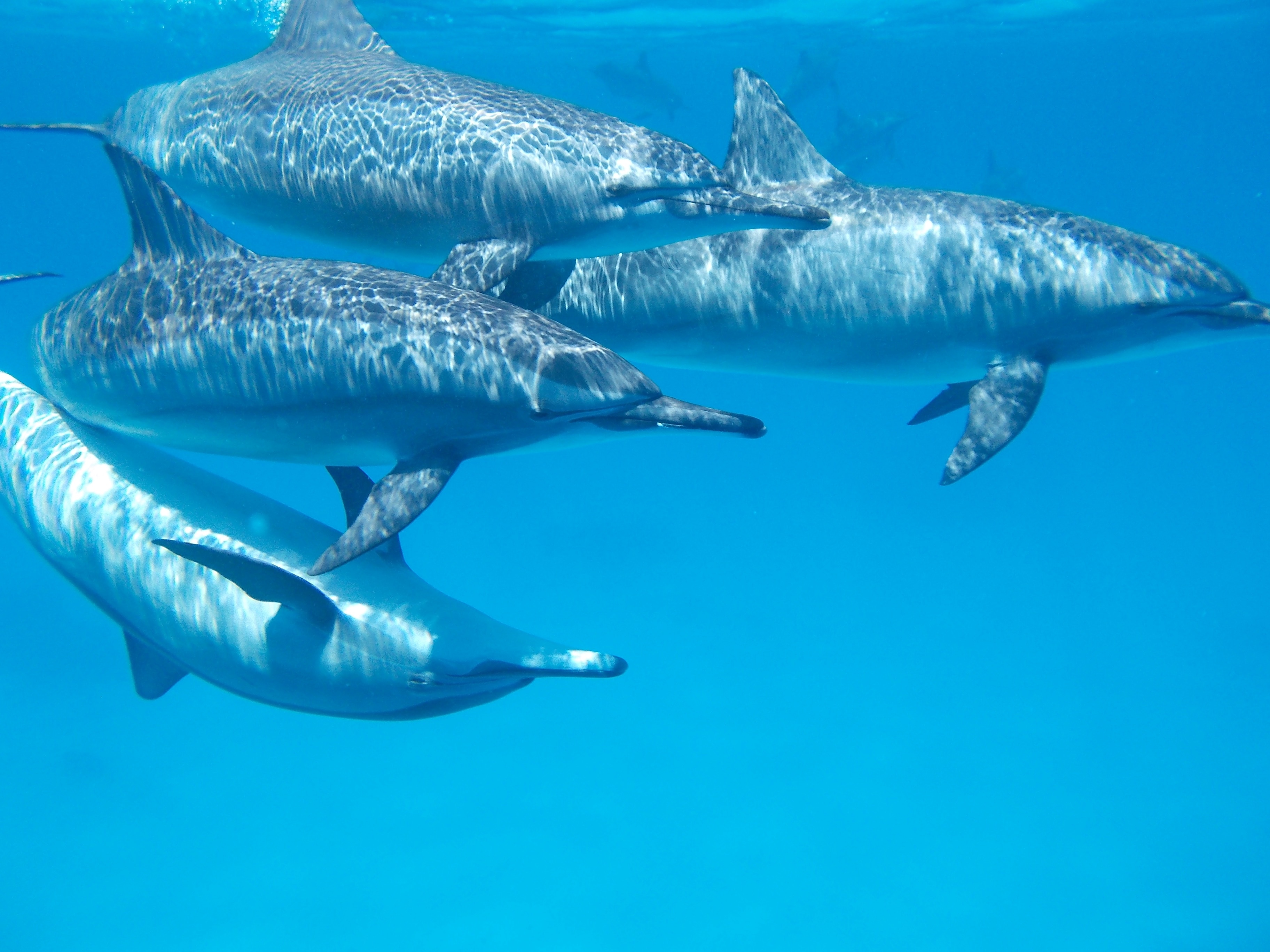 four dolphins in water