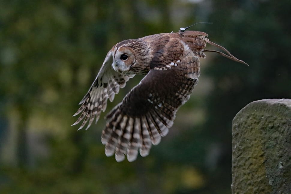 Barred Owl, Owl, Usa, Wilderness, Bird, one animal, animal wildlife preview