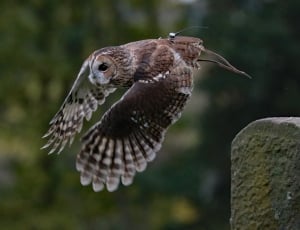 Barred Owl, Owl, Usa, Wilderness, Bird, one animal, animal wildlife thumbnail