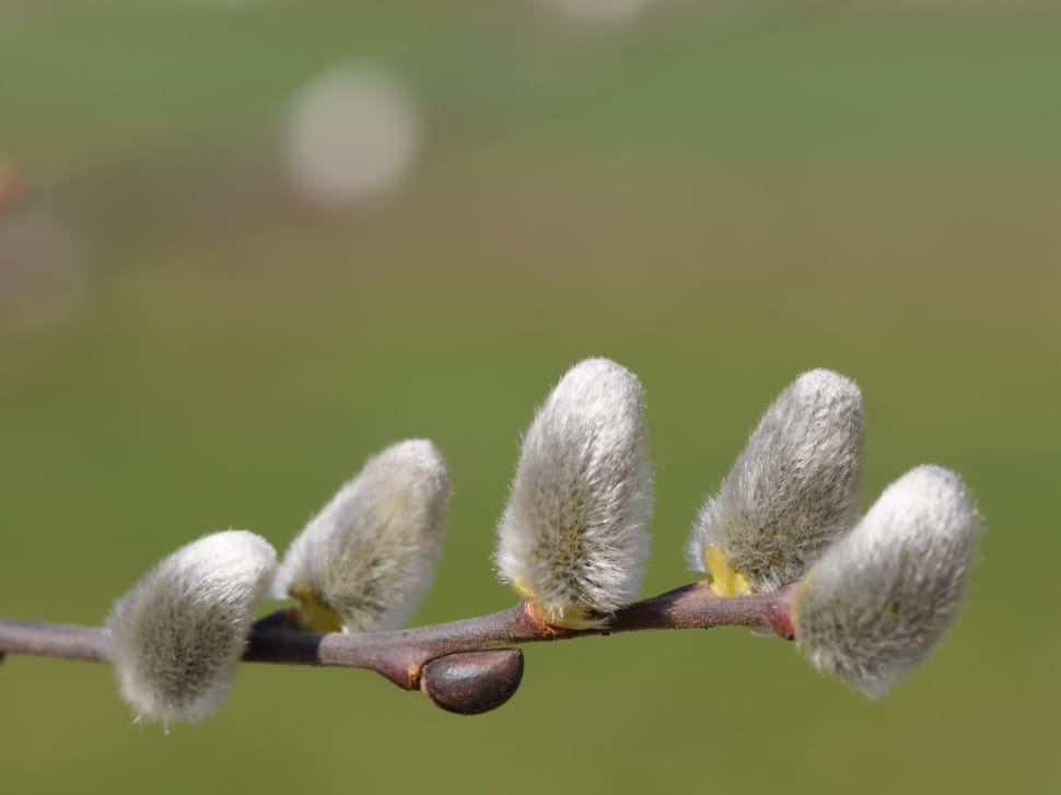 Spring, Hairy, Willow Catkins, Beautiful, no people, growth preview