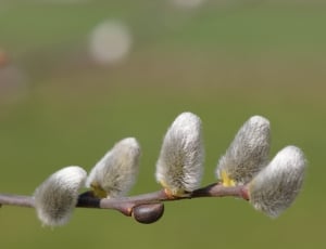 Spring, Hairy, Willow Catkins, Beautiful, no people, growth thumbnail