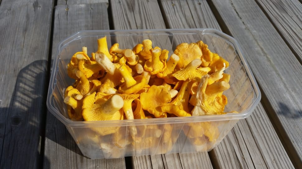 yellow mushroom preview