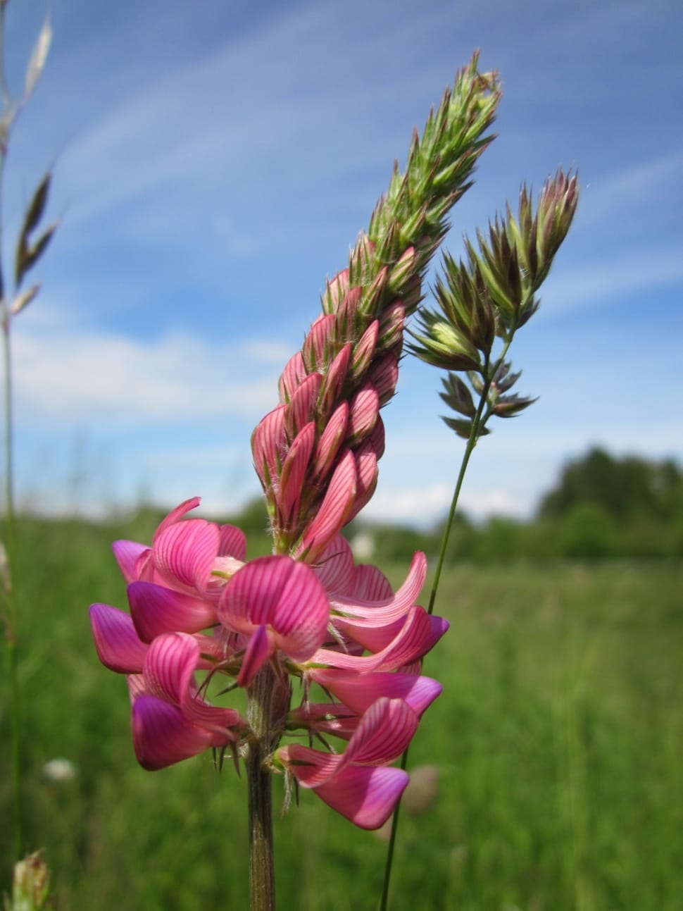pink lupine preview