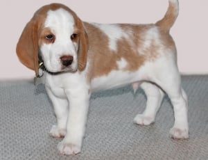 tan and white beagle puppy thumbnail